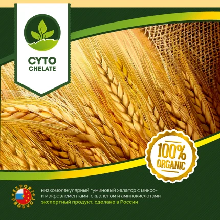 Wheat